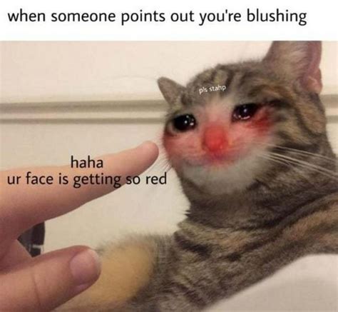 29 Funny Crying Cat Memes Will Make You All Warm and Fuzzy