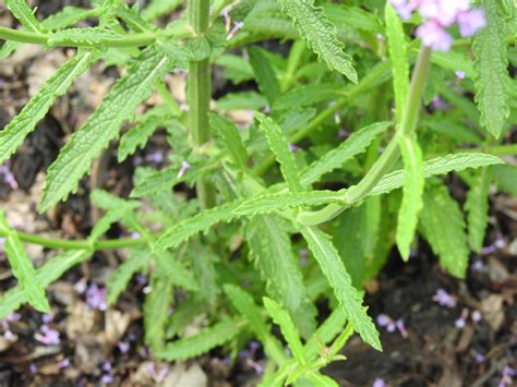 Verbena Leaves