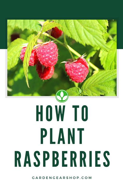 How To Plant Rasberries | Growing raspberries, Raspberry plants ...