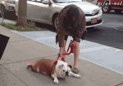 Lazy GIFs - Find & Share on GIPHY