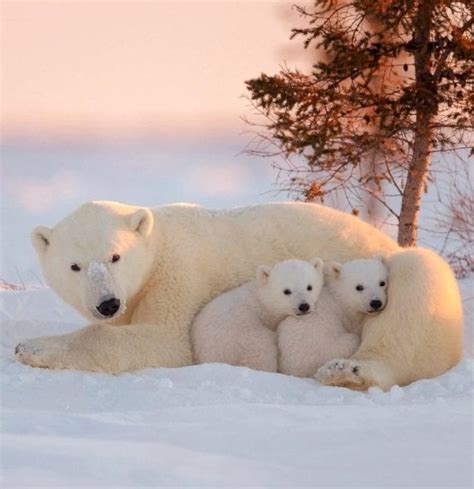 Look at these cute baby polar bears : aww