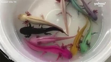 Axolotls dyed bright colours are dying within a week