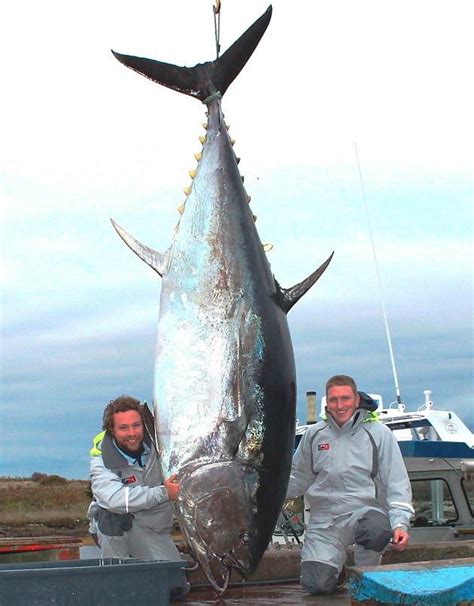 Big Fishes of the World: TUNA BLUEFIN (Thunnus thynnus)