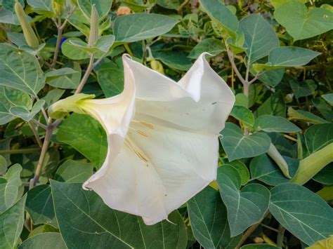 Datura Plant Growing: Information About Datura Trumpet Flower Care | Gardening Know How