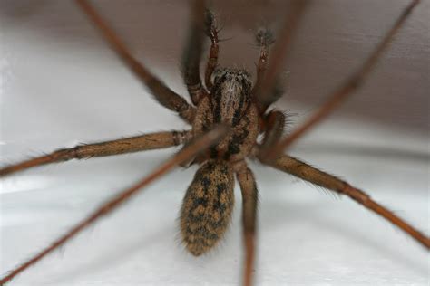 Giant House Spider 2 | Notice the EIGHT eyes! spiders are cr… | Flickr