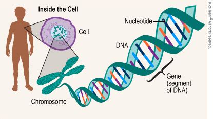 Genes and Genetics (for Teens) - Rady Children's Hospital (XML)