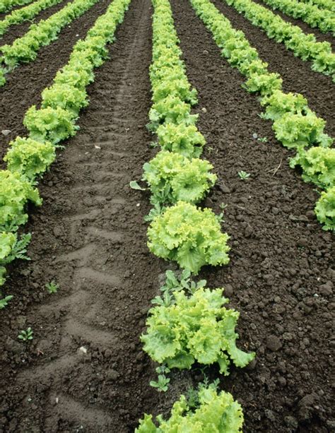 Lettuce: Planting, Growing and Harvesting Lettuce Plants | The Old Farmer's Almanac