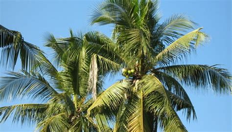 Types of Coconut Palm | Garden Guides