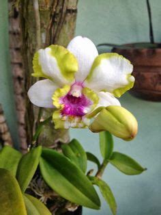 85 Dendrobium orchids ideas | orchids, dendrobium orchids, beautiful ...