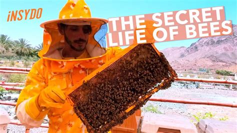 The Secret Life of Bees... - YouTube