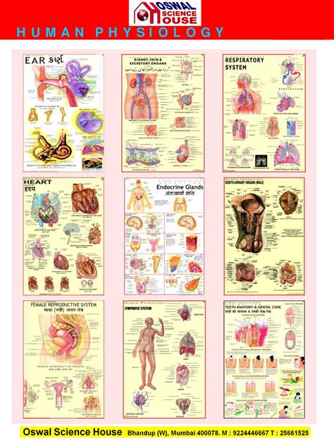 Anatomy And Physiology Physiology Map | Images and Photos finder