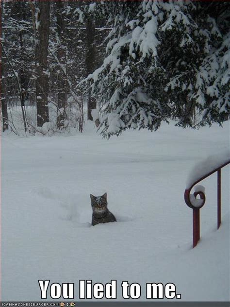 funny-pictures-angry-cat-snow - YourTradebase