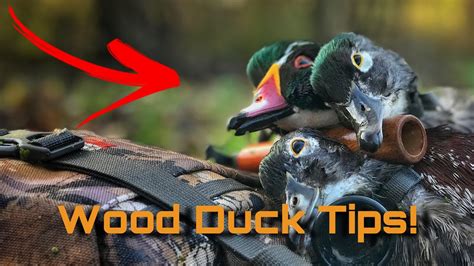 6 Tips For Wood Duck Hunting - YouTube