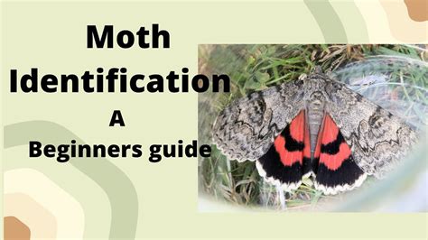 Moth Larvae Identification Chart