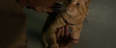 6 Things You Need To Know About Goose the Cat | Marvel