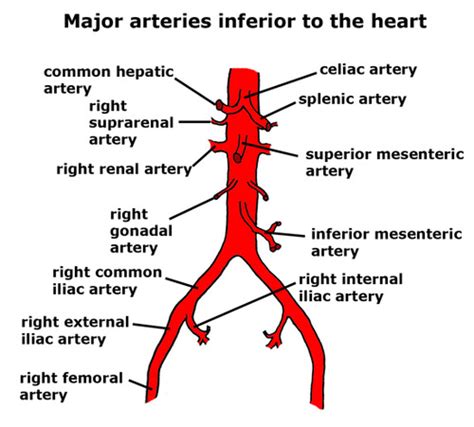 Pelvic vessels, bones, muscles Flashcards | Quizlet