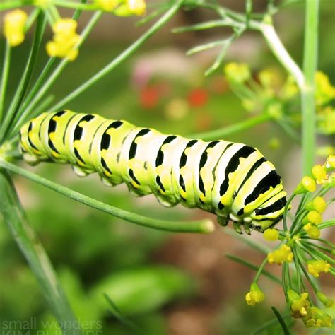 Black Swallowtail host plants: Dill, parsley, fennel, carrot. Shown on fennel. | Habitat garden ...