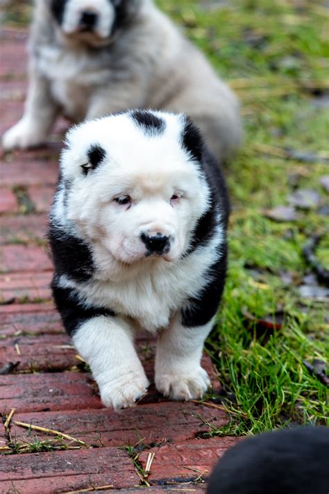 Central Asian Shepherd Puppies for Sale | Central Asian Shepherd Dog Breeders