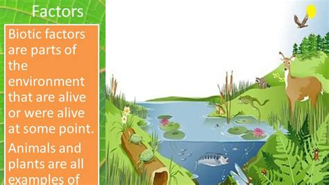 How do the abiotic factors of the ocean affect living things? - Tensar Eco Oasis