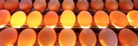 Best Egg Candler of 2024: How to Candle Eggs Guide