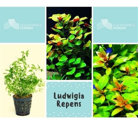 Ludwigia Repens: Complete Care Guide: Color |Updated| 2024