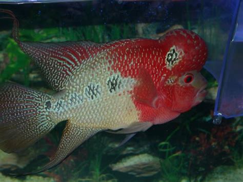 Flowerhorn The Hybrid Cichlids: Louhan Red Dragon