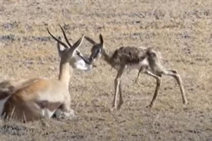 Animal Sight: Baby gazelle trying to drink milk [VIDEO]