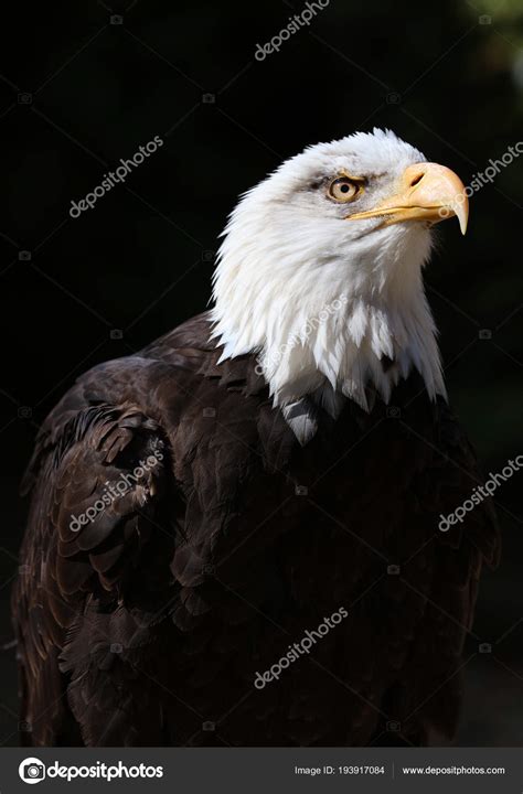 Portrait Bald Eagle — Stock Photo © SCOOPERDIGITAL #193917084