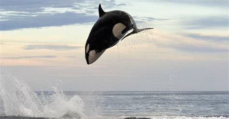 Photographer Captures Amazing Photos Of Orcas Hunting Surprising Prey