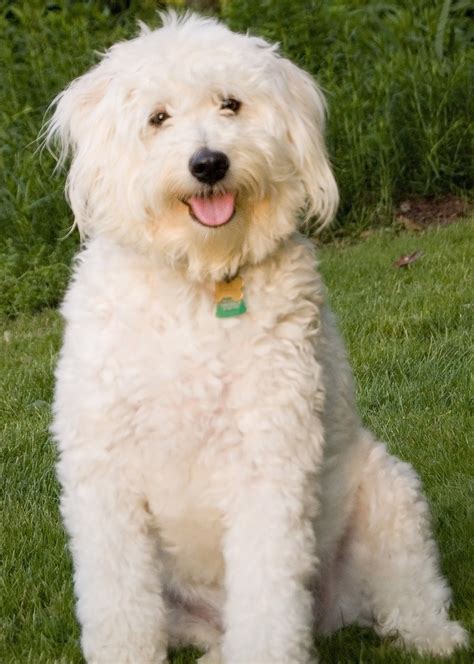 Eskipoo : History, Temperament, Care, Training, Feeding & Pictures