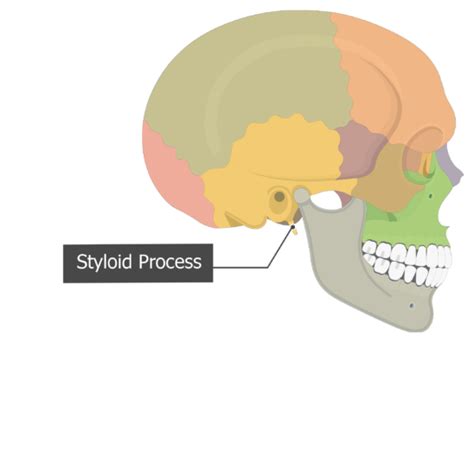 Temporal bone: anatomy and labeled diagram | GetBodySmart