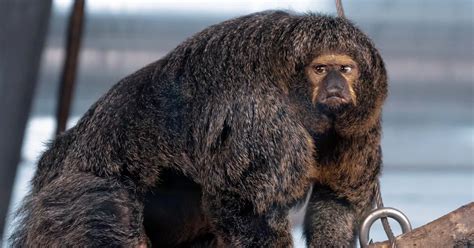 Muscular monkey that looks like 'body builder' leaves zoo visitors stunned - Mirror Online