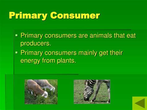 PPT - The Food Chain PowerPoint Presentation - ID:706666