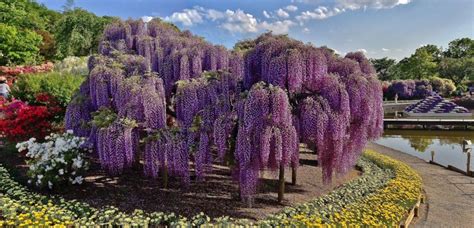 Wisteria at Ashikaga Flower Park 2020 - April/May Events in Tochigi - Japan Travel