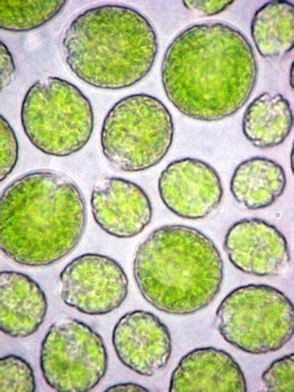 how does algae look like when seen on a slide under a microscope | Meritnation.com