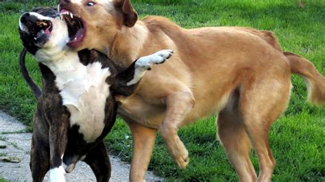 ¿Cómo actuar frente a una pelea de perros? Estos son los consejos para ...