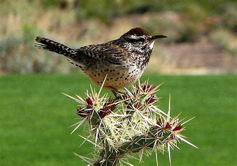 Desert Birds & Adaptations | Types of Desert Birds | BioExplorer