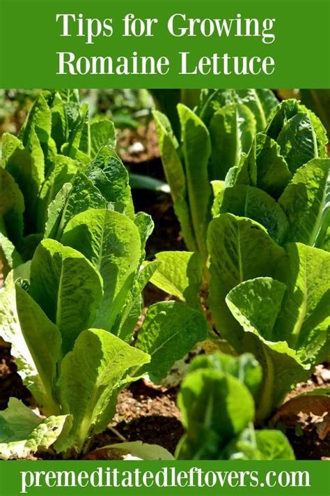 How to Grow Romaine Lettuce from Seeds or Seedlings to Harvest