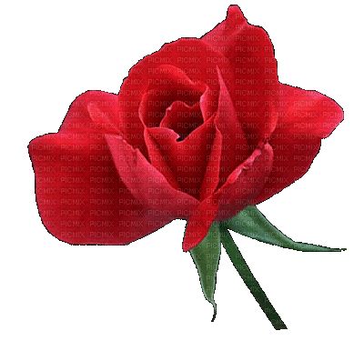 Red Rose Flower Gif Images | Best Flower Site