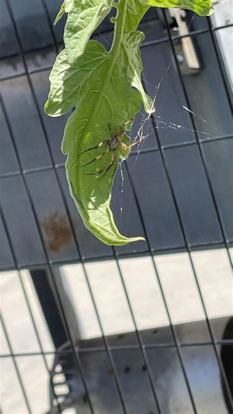 Unknown Spider on my Tomato Plant : r/whatisthisbug