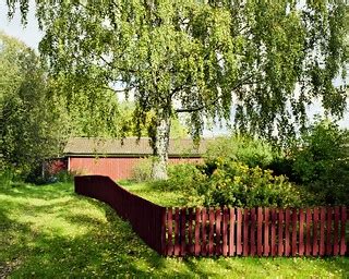 Birch | Birch in a back yard with a storage shed in the back… | Flickr