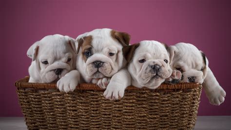 24+ English Bulldog Puppy Wallpaper [Health]