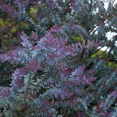 Acacia 'Purple Cootamundra Wattle' - Hello Hello Plants