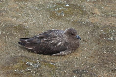 Skua, antarctica stock photo. Image of antarctica, wildlife - 9749842