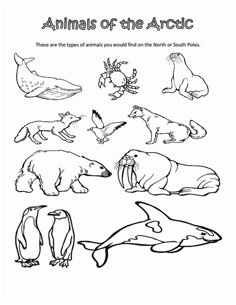 Arctic Animals Coloring Pages - Best Coloring Pages For Kids | Polar ...