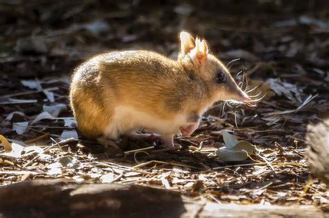 Bandicoot species 'back from the brink' on Australian mainland