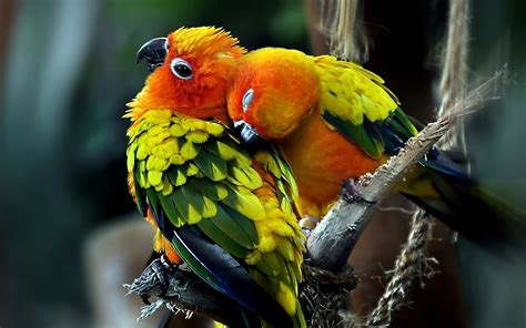 Lovebirds Wallpaper (56+ images)