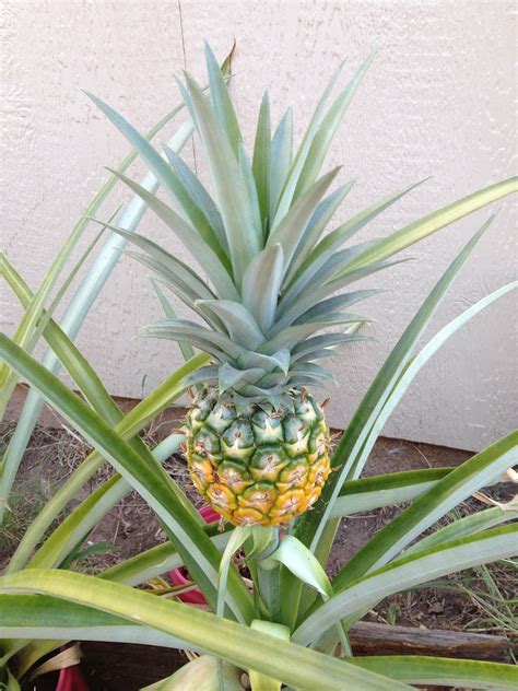 My Worlds My Words My Worries: My First Pineapple Harvest