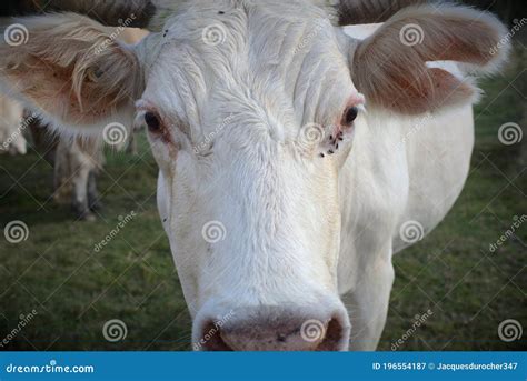 Dairy Farm Cow Close-up Agriculture Livestock Macro Animal Face Stock Image - Image of mammal ...