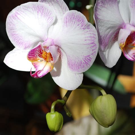 Hybrid Phalaenopsis | EXPLORE - 07 MAR 2009 - #125 Atlanta B… | Flickr